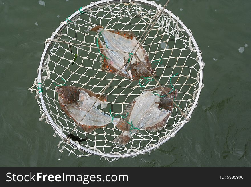 Three flatfish on a net used for catching lobsters. The fish are eaten away partly. Three flatfish on a net used for catching lobsters. The fish are eaten away partly.