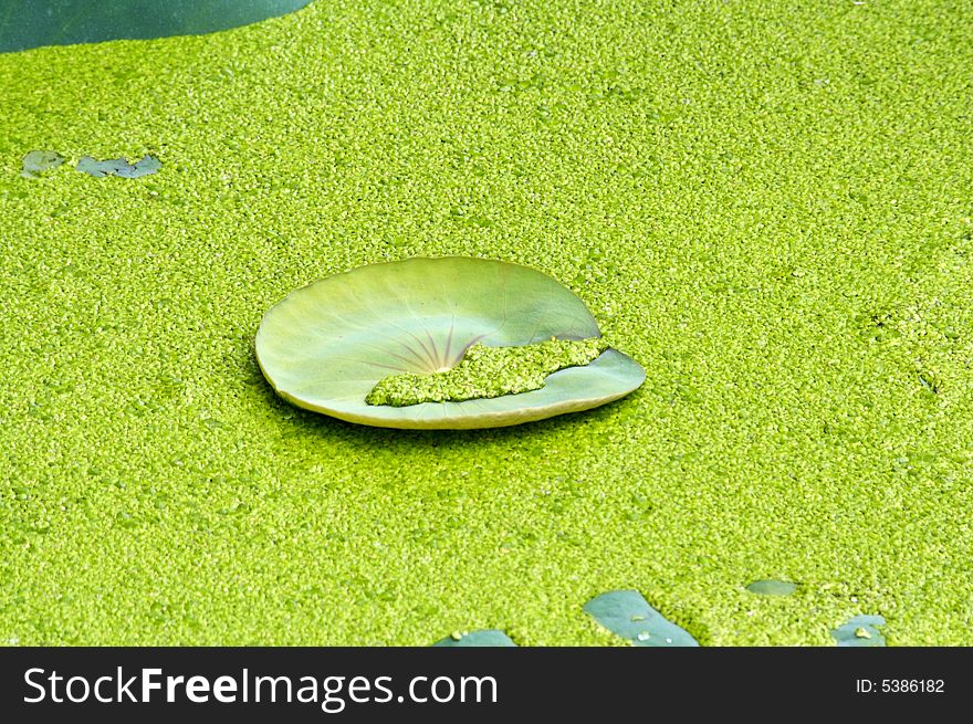 Lotus new curl leaf with many floating duckweed
