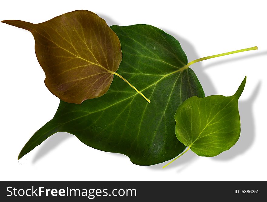 Composition of leaves in natural color. Composition of leaves in natural color