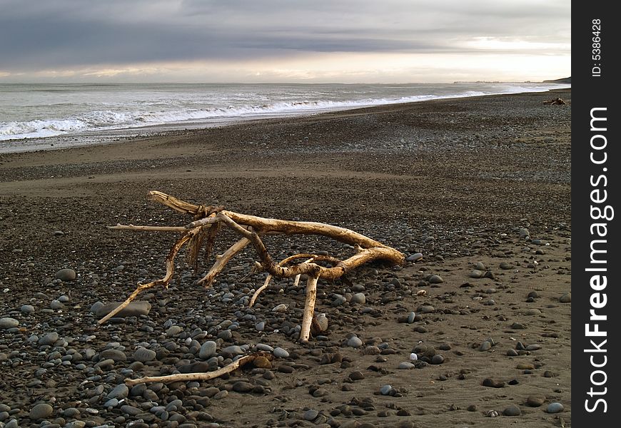 Drift Wood On Evening  Ocean Beach