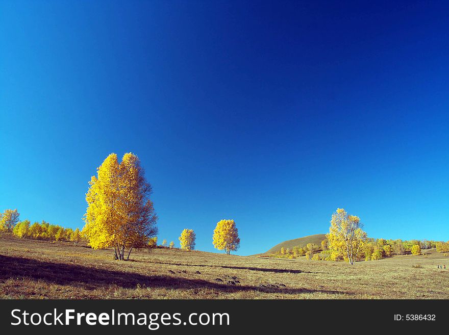 The silver birch is beautiful under blue sky