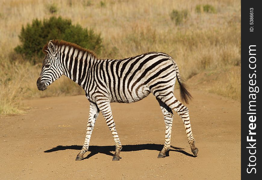 Zebra Babie