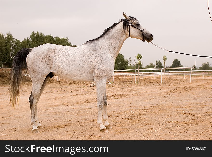 Arab horse
