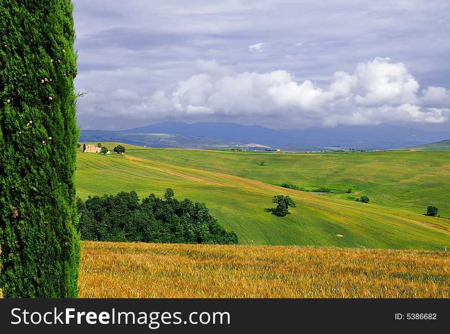 A Natural framing of the landscape, made by a green Cypress and a Gold meadow... a Rainy day of June in tuscany !. A Natural framing of the landscape, made by a green Cypress and a Gold meadow... a Rainy day of June in tuscany !