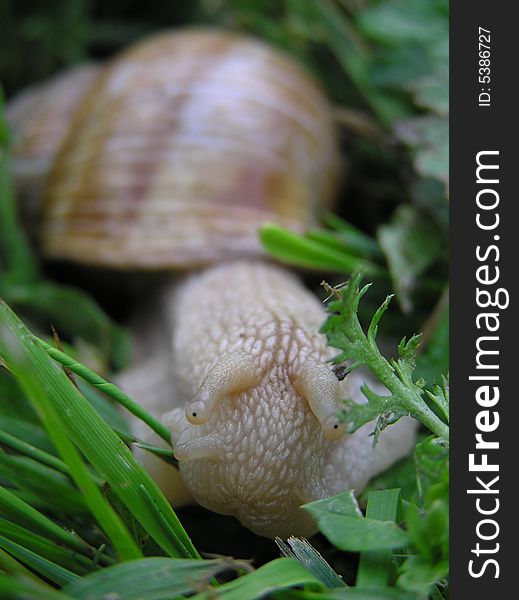 Shy snail in green grass