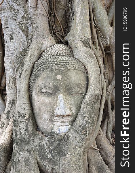 In Thailand the city of Ayutthaya was founded in 1350 today is an impressive archaeological park; here a buddha's face strangle by the roots of a fig tree at the Wat Phra Mahathat. In Thailand the city of Ayutthaya was founded in 1350 today is an impressive archaeological park; here a buddha's face strangle by the roots of a fig tree at the Wat Phra Mahathat