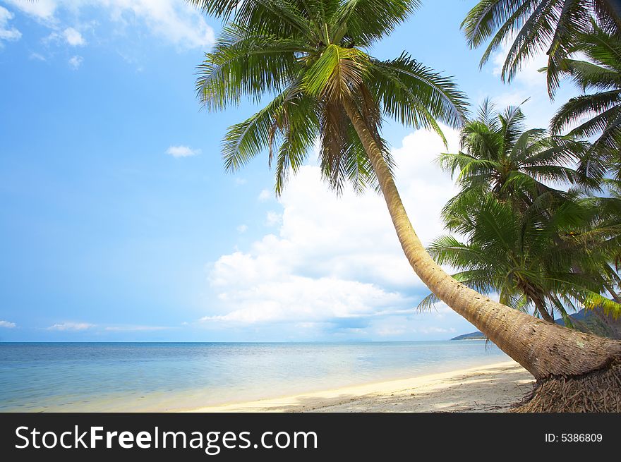 View of nice tropical empty sandy beach with some palm. View of nice tropical empty sandy beach with some palm