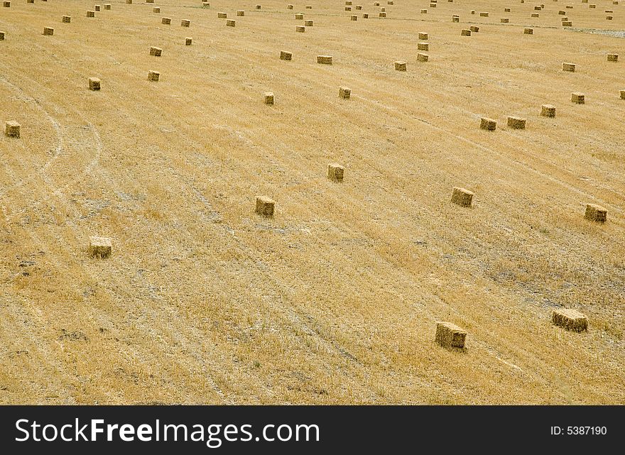 Field Of Bailed Hay