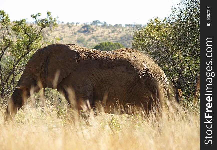 Elephant Sideview