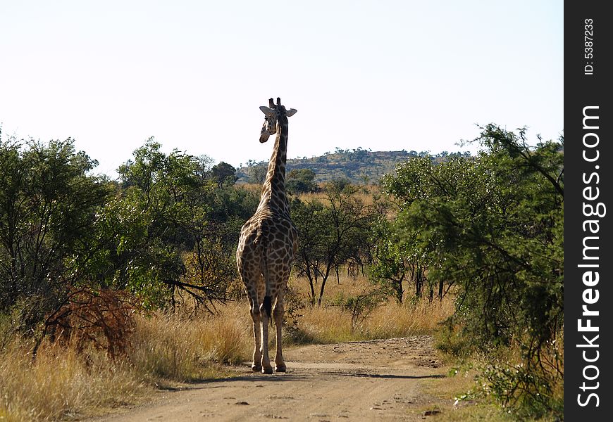 Giraffe Walking On Road