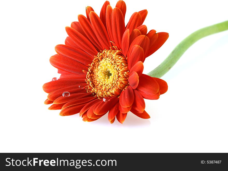 Bright red gerbera daisy with water drops over white background