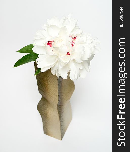 White peony in ceramic vase isolated