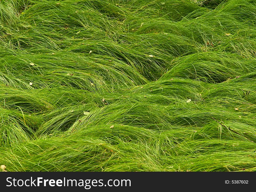 Soft green grass in summer forest