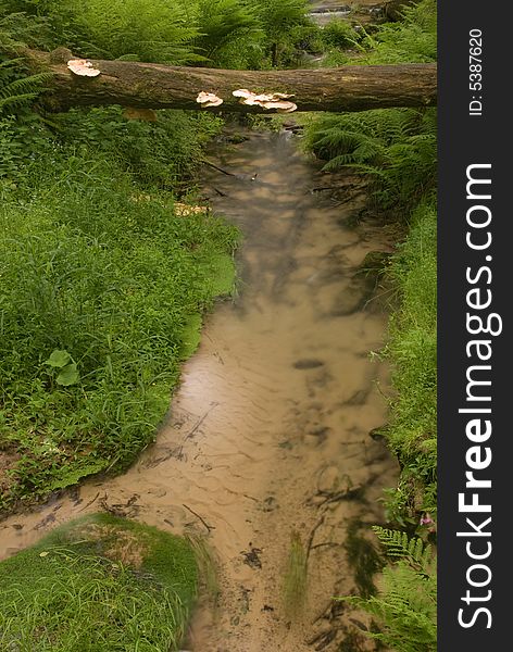 Clean brook in national park Bohemian Switzerland