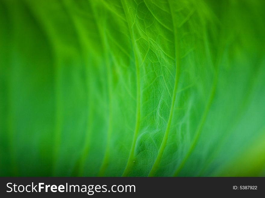 Look inside of rolled lotus leaf