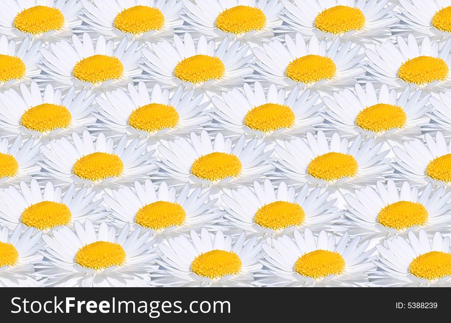 Camomile Background