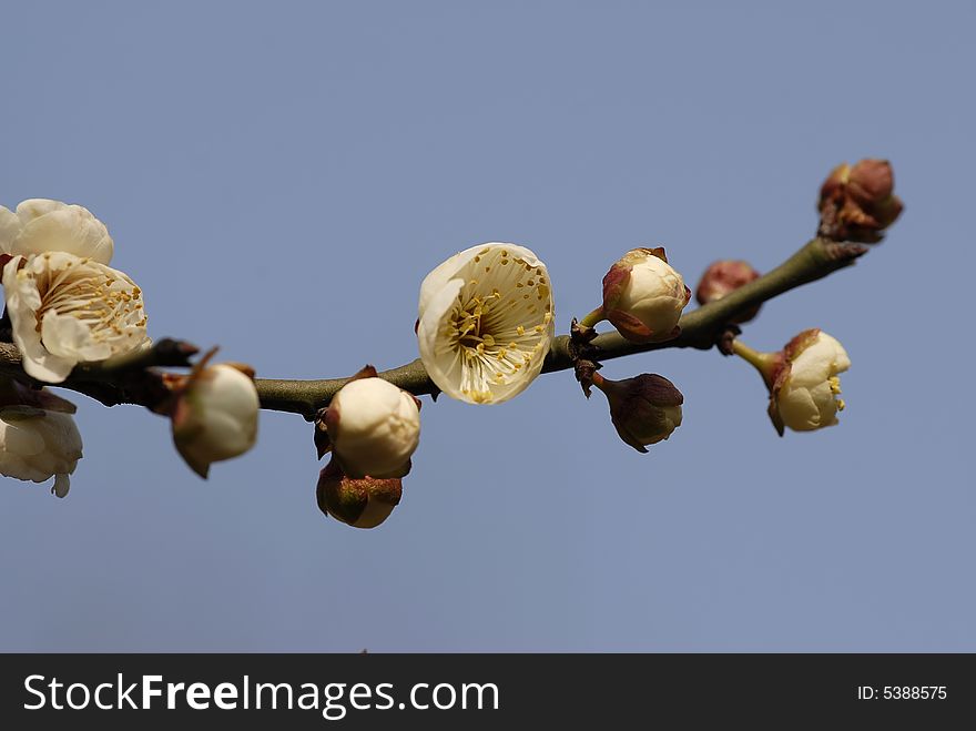 Close up shot of plum blossom