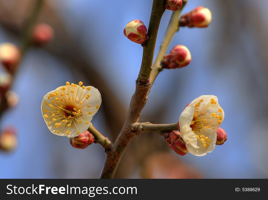 Close up shot of plum blossom