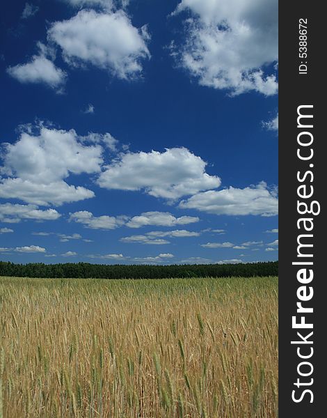 Field with grain on the countryside