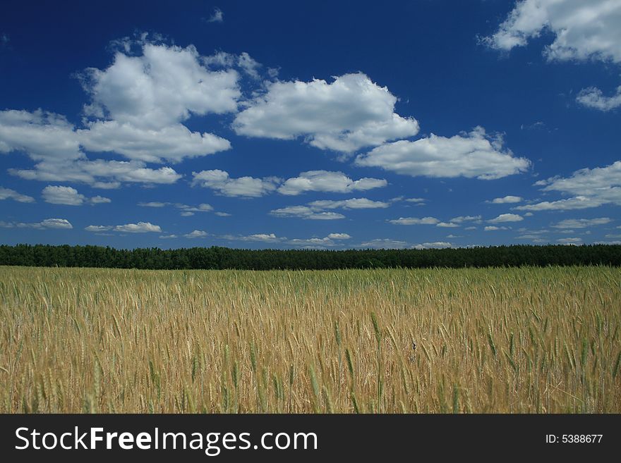 Field with grain on the countryside