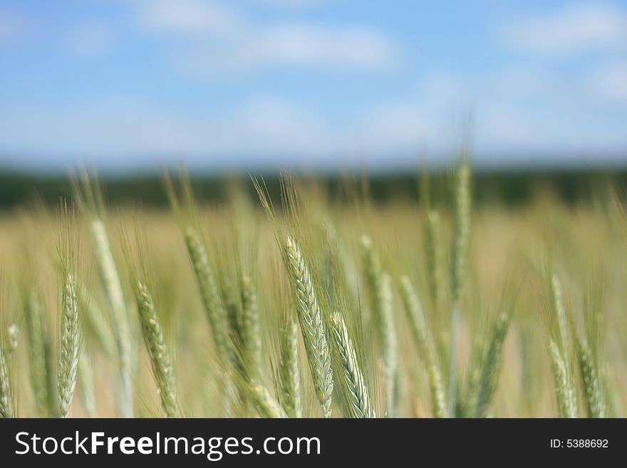 Field with grain on the countryside. Field with grain on the countryside