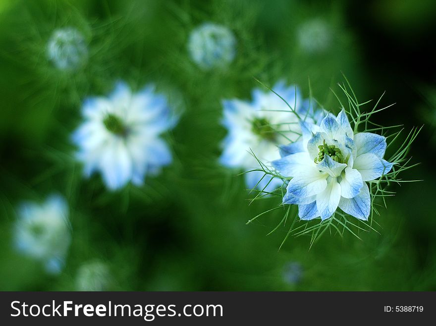 Blue flowers in the garden