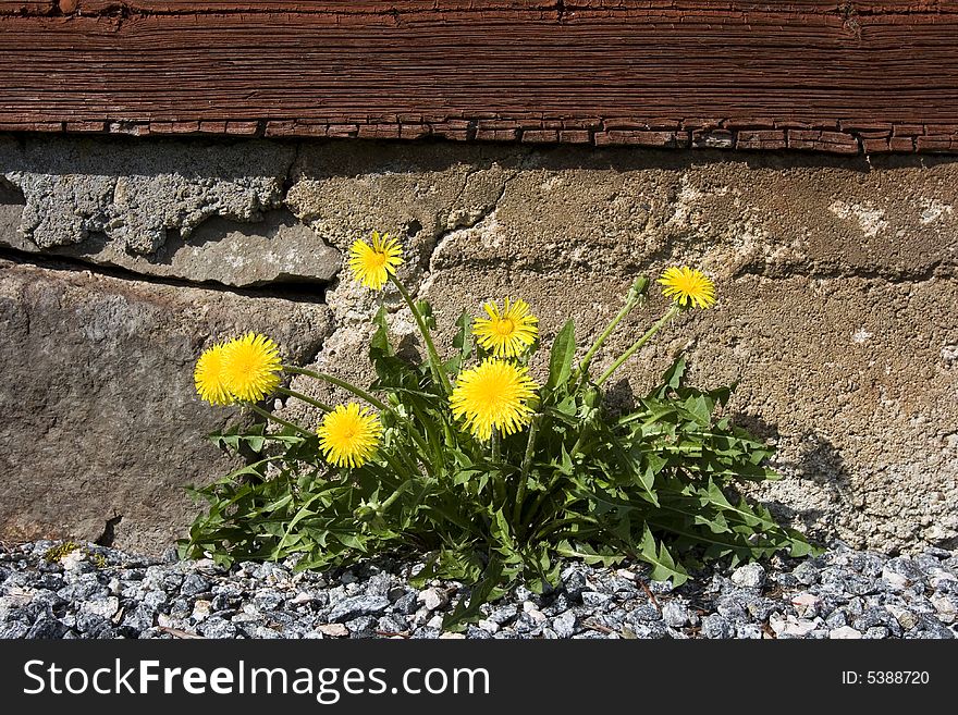 Dandelions in front of the staircases