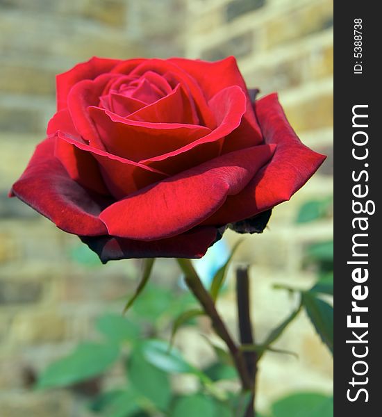 Perfect Red Rose with a brickwork background