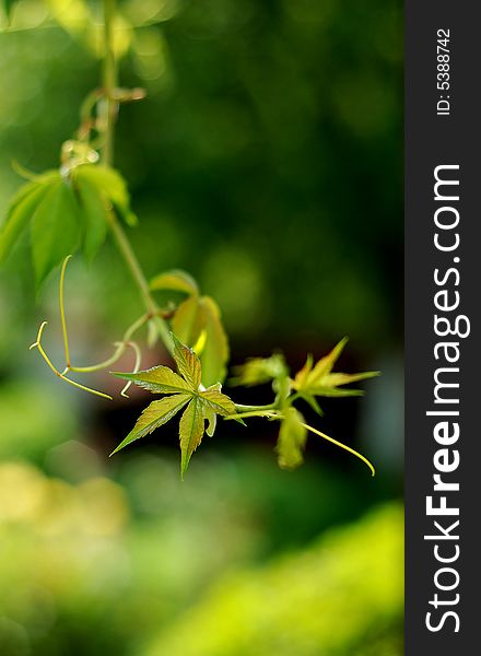 Grape leaves in the garden