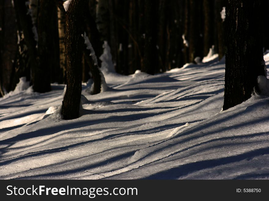 Trees are casting parallel shadows to the snow. Trees are casting parallel shadows to the snow
