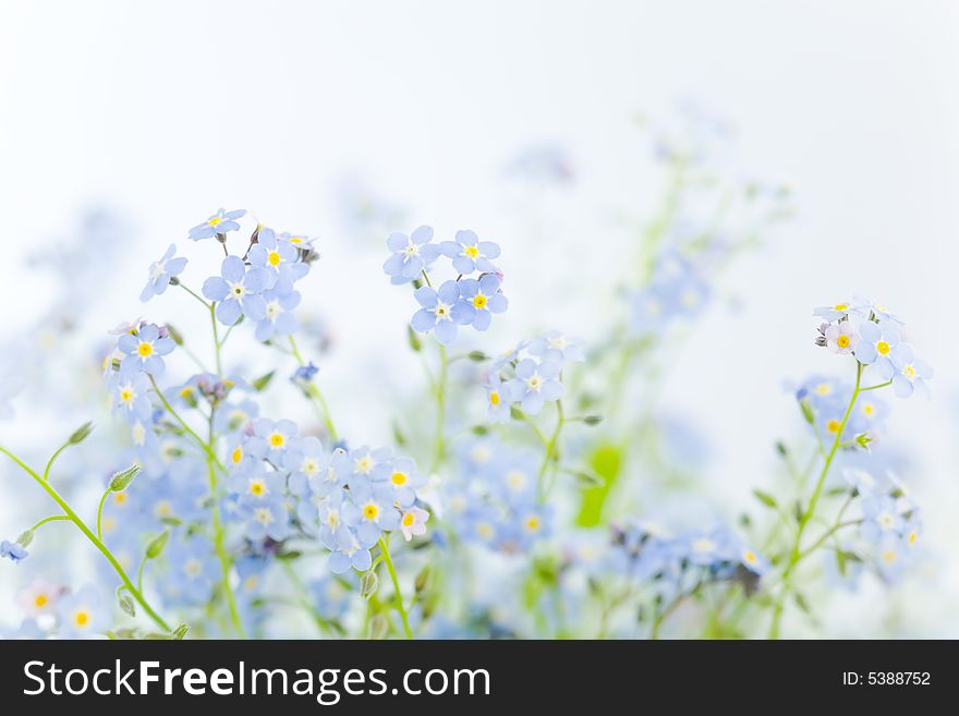 Light blue small flowers against white background