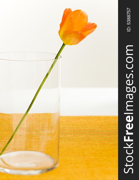 Single tulip on the big glass vase on the table