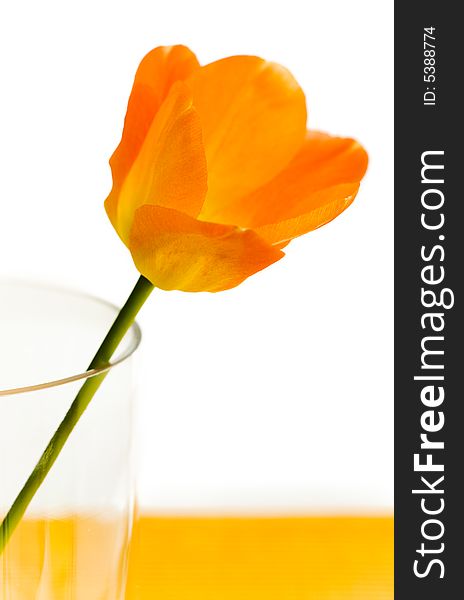 Single tulip on the big glass vase on the table