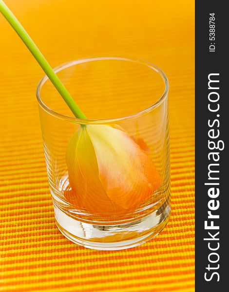 Single tulip on the glass on the table