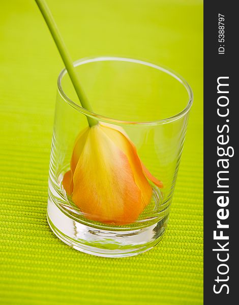 Single tulip on the glass on the table