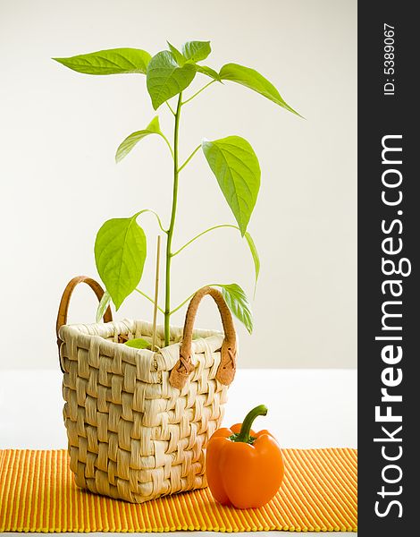 Orange pepper and pepper plant on white table. Orange pepper and pepper plant on white table