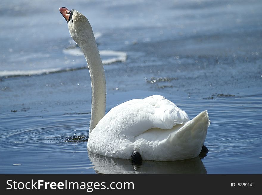 Spring swan on blue water