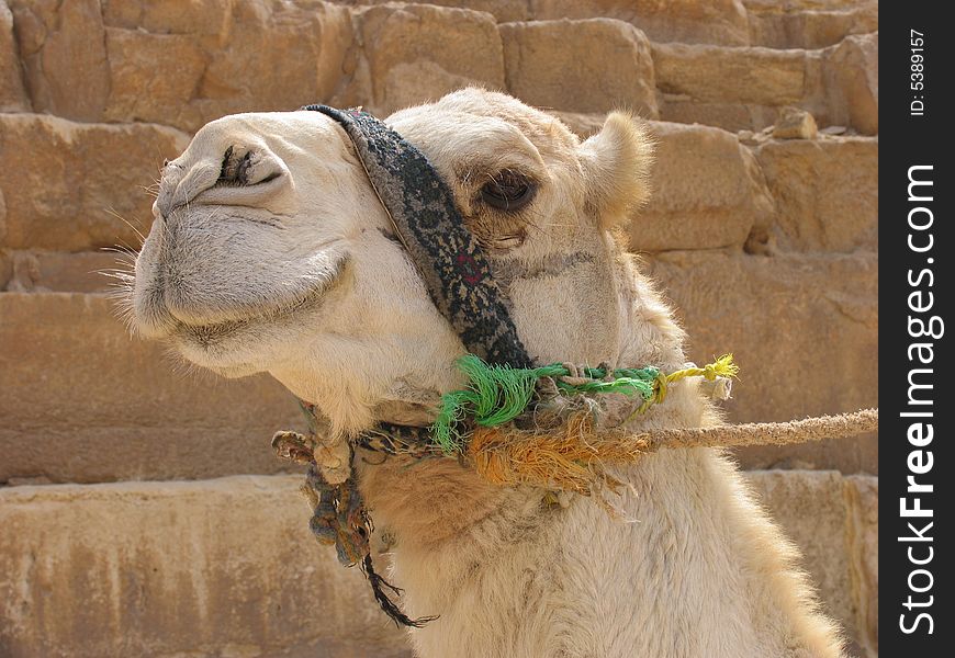 Nice camel close up with the Great Pyramid in the background