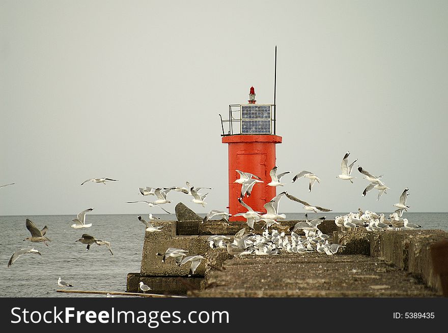 Seagulls flying near a beacon sea evening. Seagulls flying near a beacon sea evening