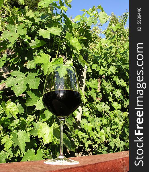My glass of Cabernet out in my vineyard. My glass of Cabernet out in my vineyard