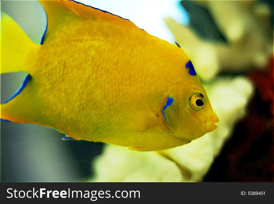 Close up of yellow tropical fish