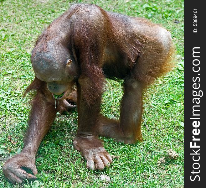 Young orangutan playing on the grass. Young orangutan playing on the grass