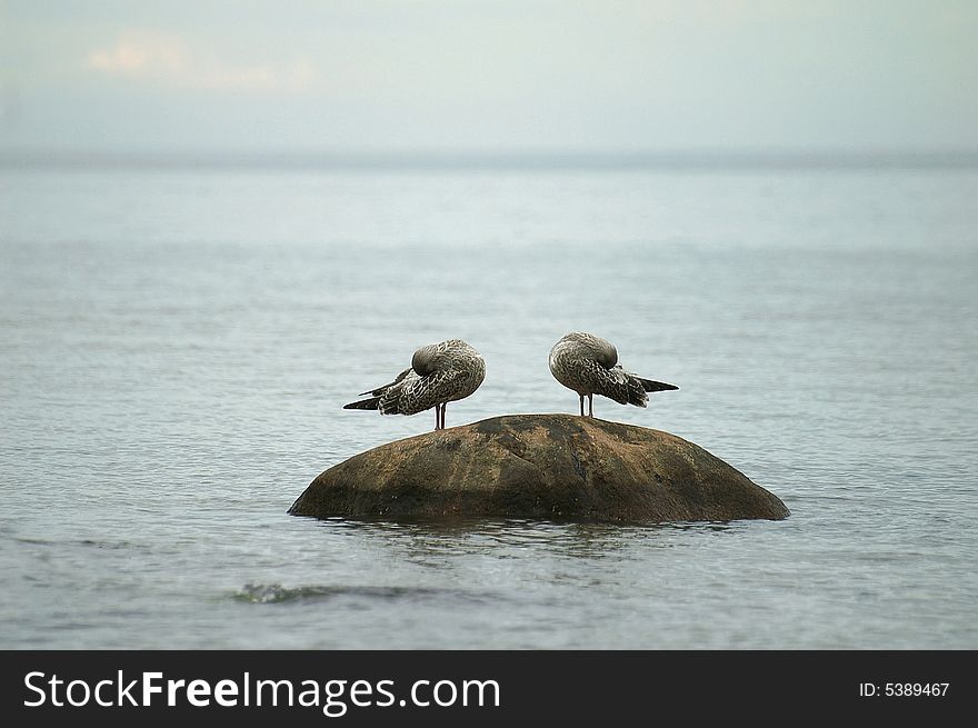 Two Seagulls Sleep On A Stone In The Sea