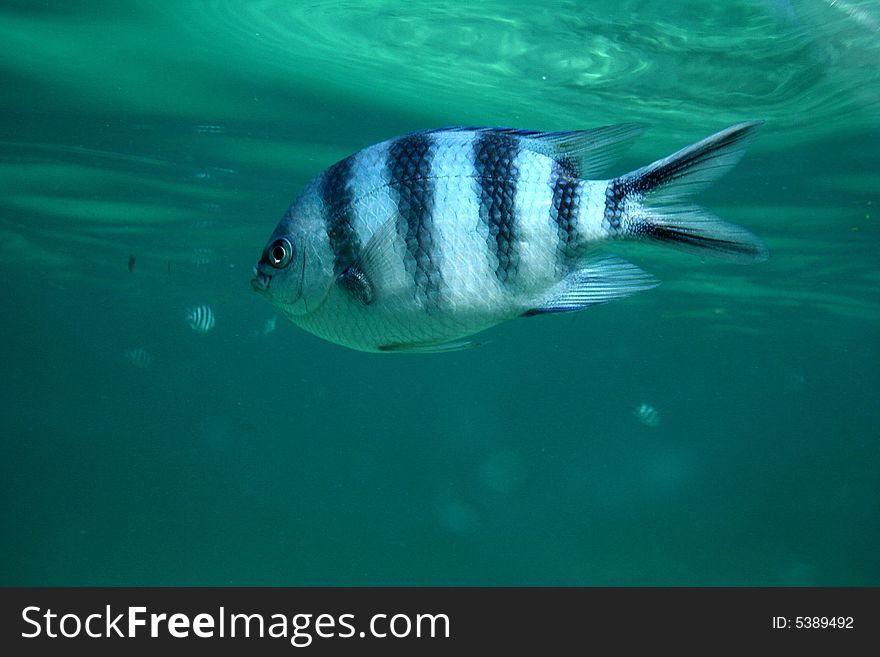 Fish Zebra