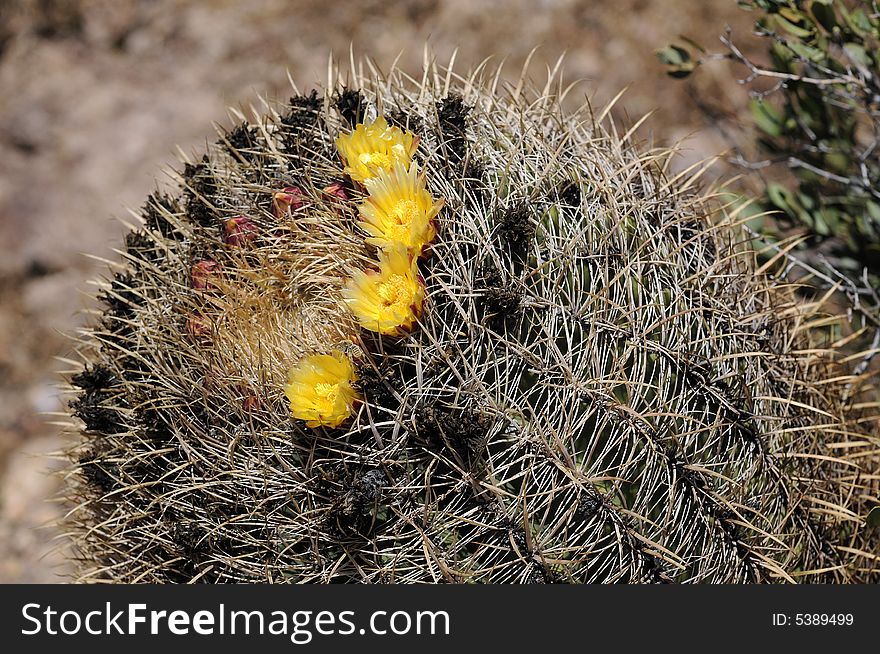 Blooming Barrel cactus in Arizona's desert