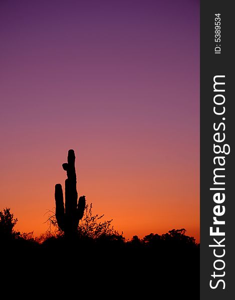 Silhouette of saguaro in Arizona's desert