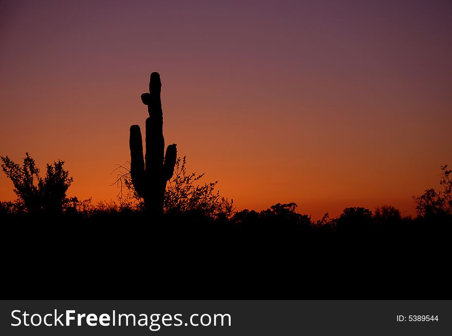 Silhouette of saguaro in Arizona's desert