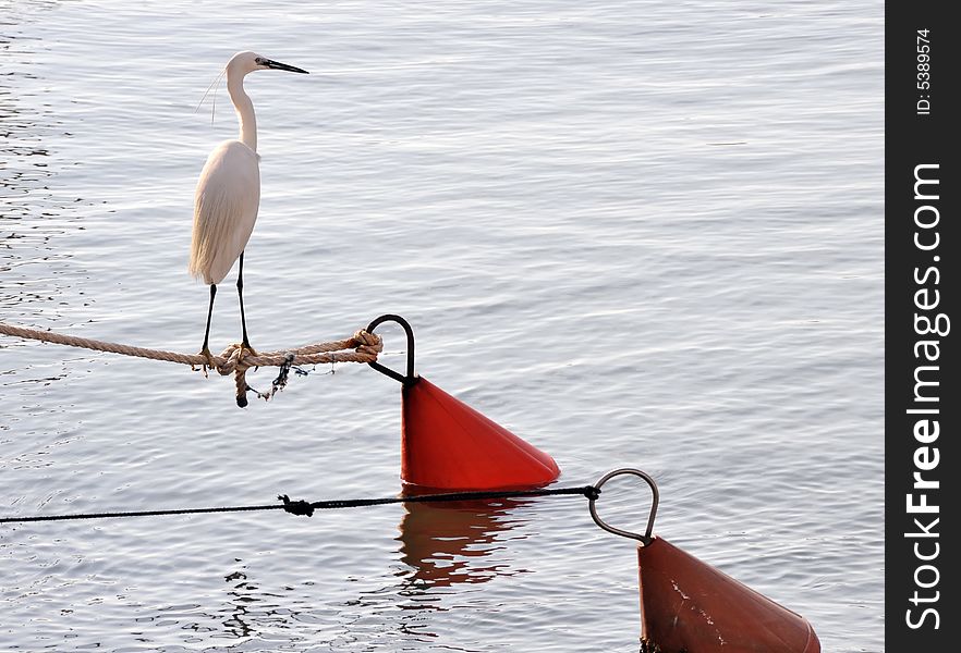 White heron standing on a buoy rope on background of water