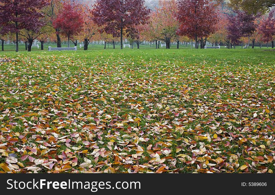 Colorful autumn park with trees, green grass and dry fallen leaves. Colorful autumn park with trees, green grass and dry fallen leaves