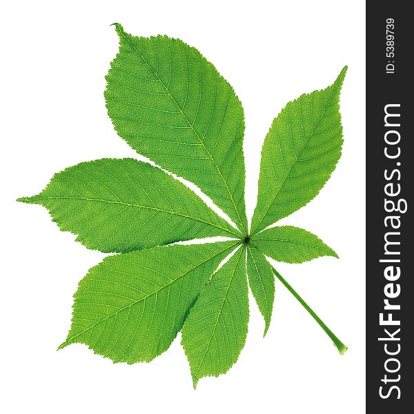Green leaf single isolated object over white. Green leaf single isolated object over white